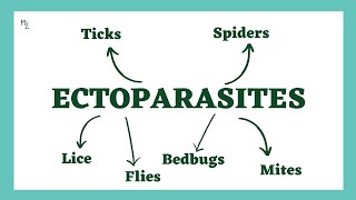 Ectoparasites  Lice Flies Bedbugs Mites Ticks Spiders  Demodex Trombicula Dermatophagoides [upl. by Constance]