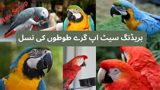 Parrot Breeding Progress Of New Breeding Setup Grey Parrots Breed  Parrots Perfection Macaw Species [upl. by Fernande]