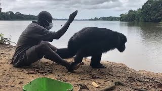 When Chimpanzees Act Like Human  So Amazing [upl. by Jak]