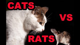 The Truth About Cats and Rats [upl. by Bobbette]