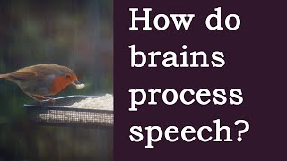 How Does the Brain Understand Speech An Overview [upl. by Amisoc]