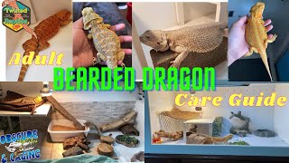 Adult Bearded Dragon Care Guide [upl. by Eckart]