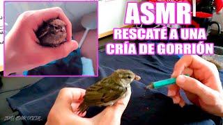 ASMR  Rescaté a una cría de Gorrión 🐦🥺 [upl. by Irby]