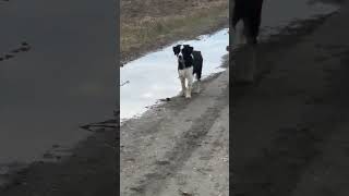 Border collie vs Dalamtian dog patientdalmatiandog bordercollie 2024short rural patience [upl. by Tandy577]