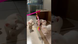 COMPREI BRINQUEDOS PARA OS GATOS😻 pitbullegatos gatos gato gatinho gatosfofos gatosengraçados [upl. by Pejsach]