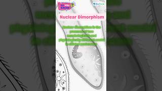 Protozoans  Paramecium  Kingdom Protista  Biological Classification Class 11 Biology education [upl. by Sokem]