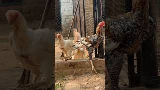 Breeder birds parrot beak long tail aseel viralshort youtube [upl. by Haeluj]