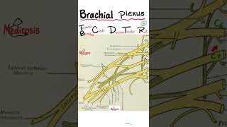 Brachial Plexus of Nerves  in 60 Seconds [upl. by Nnairahs157]