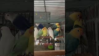 Lovebirds Rare Mutations birds hobby pets beauty [upl. by Sukcirdor]