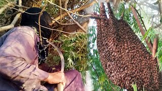 Wild Honey Harvesting SatisfyingHow To harvest honey [upl. by Eerehs]