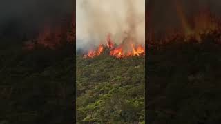 El Amazonas en LLAMAS La Tragedia Ambiental del 2024 [upl. by Veriee]