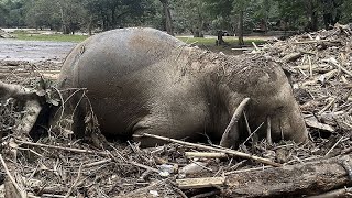 Thaïlande un sanctuaire déléphants inondé après le passage du typhon Yagi [upl. by Bonita]