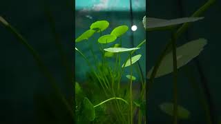 A planted aquarium with cabomba and coin plant [upl. by Hurwitz]