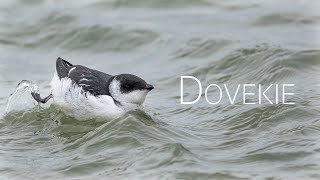 Solitary Dovekie Torontos Rare Bird Spectacle  Birds of Canada [upl. by Ayitahs]