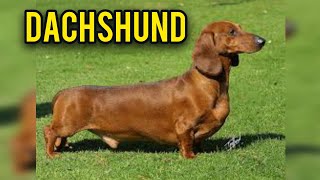 Dachshund DOG November2024pukhtanarelaxingworldsurvivingvlogs dogbreed dog [upl. by Halludba642]