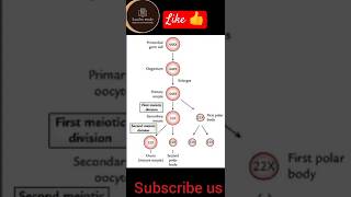 Oogenesis female Reproductive system viral youtubevideo shorts [upl. by Aklam]