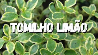 Tomilho Limão Um Guia Completo Desta Planta [upl. by Danete]