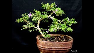 How to reviving a Bonsai plant Blue Braya Desmodium [upl. by Horodko593]