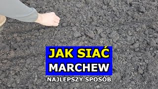 Siewy Marchewki  Najlepszy Sposób Jak siać Marchew Krok po Kroku Sąsiedztwo Szkodniki Uprawa [upl. by Herahab538]