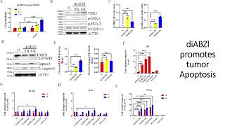 DiaBZl stimulates tumor Apoptosis Code 703 [upl. by Aenyl]