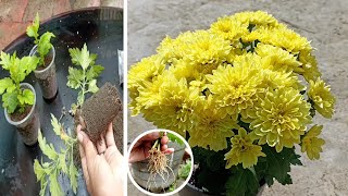 Best Method To Grow Guldaudi From Cutting  How to Grow Chrysanthemum From Cutting [upl. by Aria398]