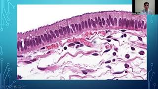 Epitelio cilindrico simple con Celulas CaliciformesHistologiaUNNE [upl. by Notsa]