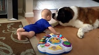 Saint Bernard Dog Attacks Baby with Kisses  Cute St Bernard Puppies  Cutest Puppies in The World [upl. by Zaria]