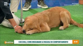 Addestramento cuccioli e cani di campagna  30092024 [upl. by Eedeed357]