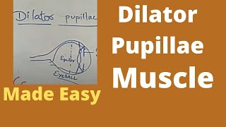 Dilator pupillae  Iris muscle  Autonomic control on pupil  dilator pupillae muscle [upl. by Prisilla]