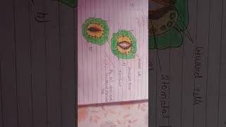 stomata diagramclass 10 [upl. by Hnil]