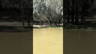 Paddle Steam Canberra Ride Pt 7 of 9 victoriaaustralia murrayriver [upl. by Adnirol]