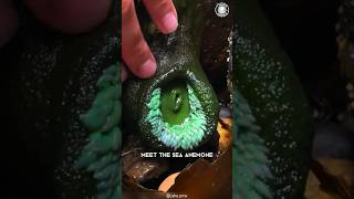 Sea Anemone 🪸 Rare Creature with Bite [upl. by Chapen]