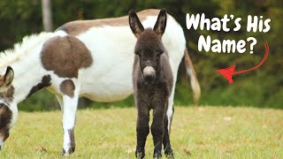 Baby Donkey Name Reveal [upl. by Faletti564]