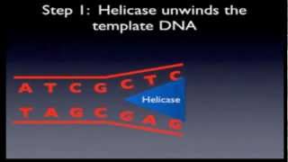 1 DNA Replication HSC biology [upl. by Vladimar]