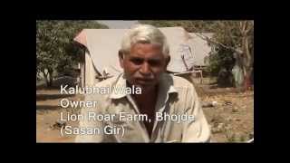 Interview of Kalubhai  Lion Roar Farm Sasan Gir [upl. by Repohtsirhc]