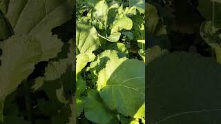 Vegetable plantationviralshortsfarming agriculturenaturalgarden healthy explorepageytshorts [upl. by Linzer]