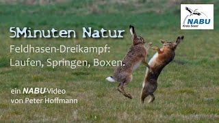 NABUNatur Feldhasenbalz im NSGZachariassee [upl. by Ober]