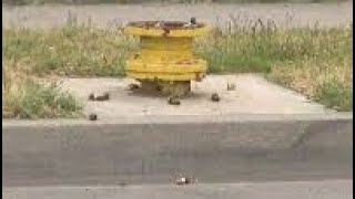 People stealing fire 🔥 hydrants It’s getting bad in Babylon [upl. by Caasi]