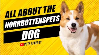 The NorrbottenSpets Dog  Everything You Need to Know [upl. by Nirb428]