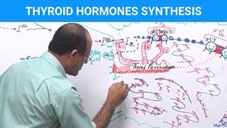 Thyroid Hormones Synthesis  Thyroid Gland 👨‍⚕️ [upl. by Alam]