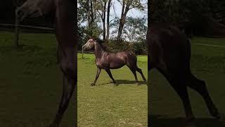 Shagya arab stallion Koheilan Mabrouk at 25 years [upl. by Larina]