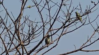 Four friendly coppersmith barbet Psilopogon haemacephalus planning their future in Mapusa5 [upl. by Adiaroz]