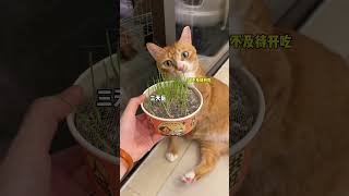 能吃猫草还喂什么化毛膏！！！猫草 科学养宠攻略 猫吃草 吃货猫 快赶紧拿给猫猫吃吧 [upl. by Dej]