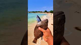 Found dead flatfish and tongkolfish on the beach shorts shortvideo viralshorts [upl. by Rebmat]