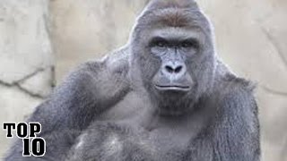 Top 10 Harambe Facts You Might Not Know [upl. by Aynnek]