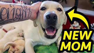 The Best Labrador Moms Caring For Their Puppies  Compilation [upl. by Lenora501]