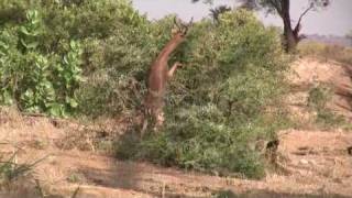 Gerenuk [upl. by Scotty]