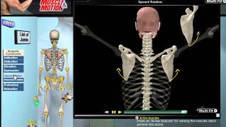 How Scapular Movement Works 3D Anatomy amp Diagrams [upl. by Ssilb]