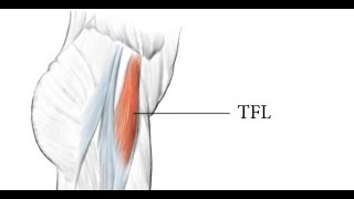 Two Minutes of Anatomy Tensor Fascia Lata TFL [upl. by Nagem]