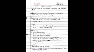 morphology and histology of coriander fruit plant pharmacognosy experiment bpharmacycoriander [upl. by Sucramat]